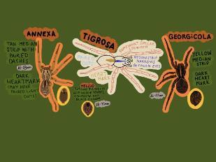 Illustration of three spiders: Tigrosa, somewhat similar leg width, median strip narrows between eyes, helluo simliar to annexa with unique ventral opisthoma and black sternum, 18-21mm; annexa, tan median strip with paired dashes, 10-18mm dark heartmark (may have paired light dots; georgicola, yellow median strip, dark heartmark