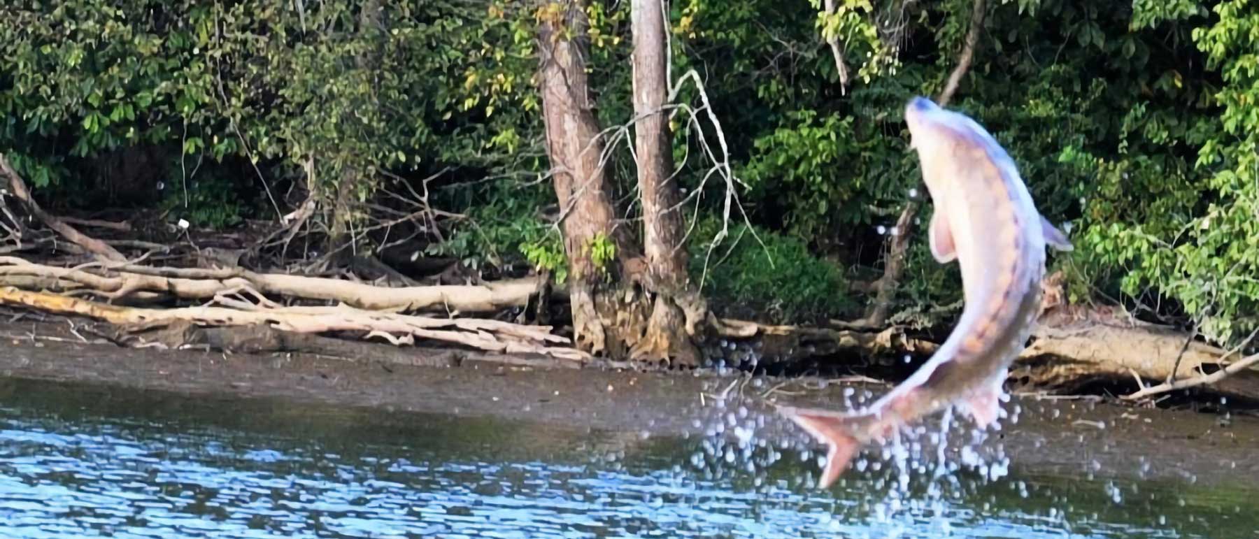 a sturgeon breaches the waters of the james river