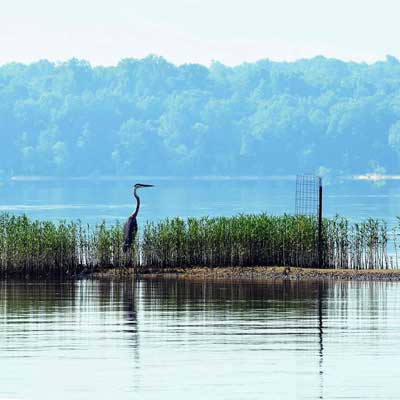 a heron perched among tall grasses along a body of water