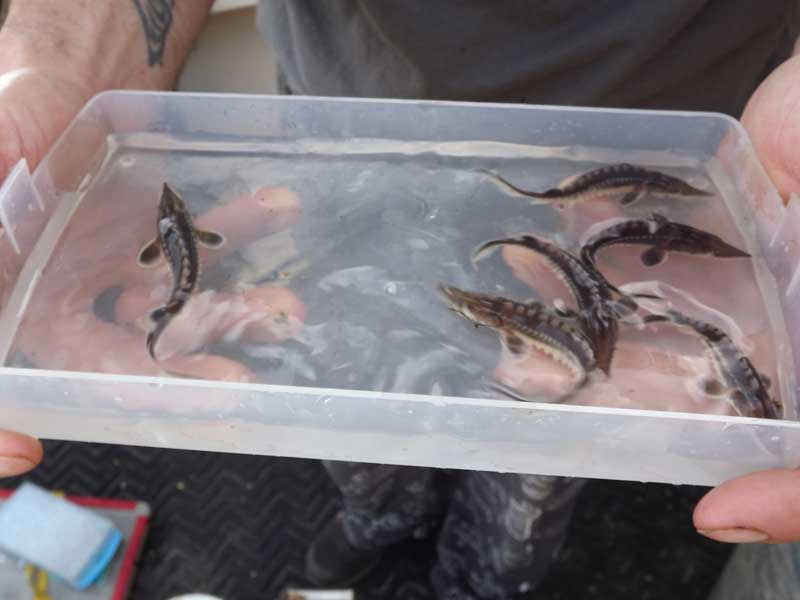 someone holding a water tub full of baby sturgeons