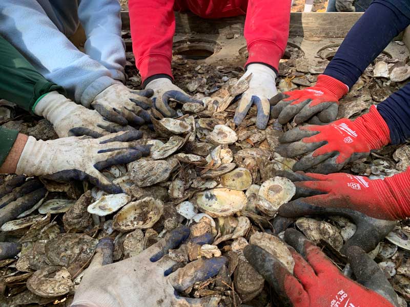multiple gloved hands sorting through a large pile of oyster shells