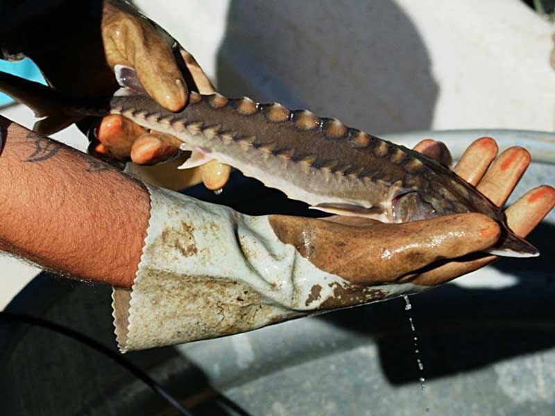 a person holding a small sturgeon fresh out of the river