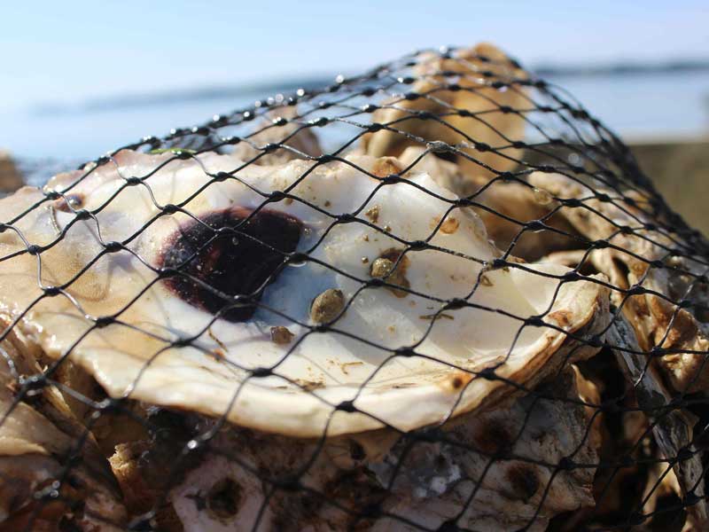 an oyster shell caught in a net