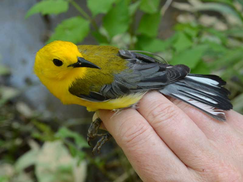 a warbler perched atop someone's hand