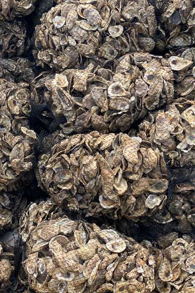 multiple bags of oyster shells