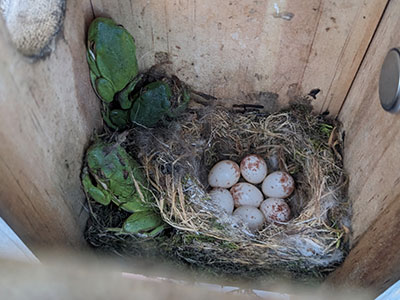 Frogs and six chickadee eggs share a birdbox