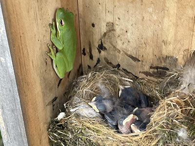 A frog and six newly-hatched chickadees share a bird box