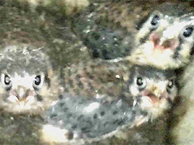 American kestrels ready to fledge