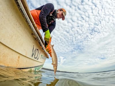 Upper Mattaponi Tribe fisheries technician Carrie Fox releases a juvenile sturgeon back in the James River